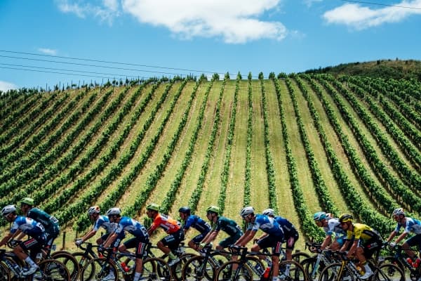Peloton at the Tour Down Under through vineyards